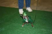 2009acashow2.jpg